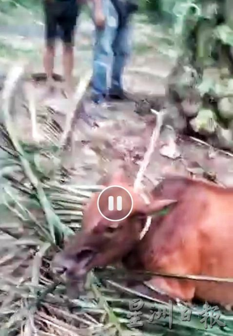 东:脸书群贴涉及警员偷牛及伤人指控 警方逮捕数人调查