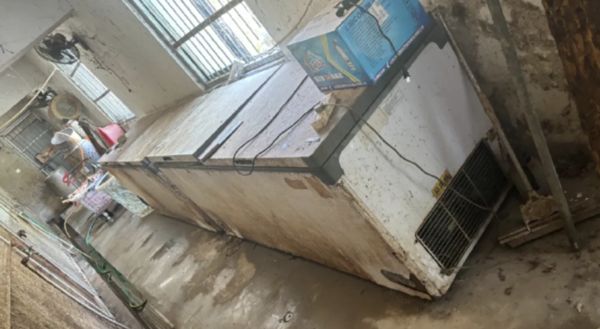 中国动物园20头东北虎“非正常死亡” 虎宝宝尸体仍放冰柜