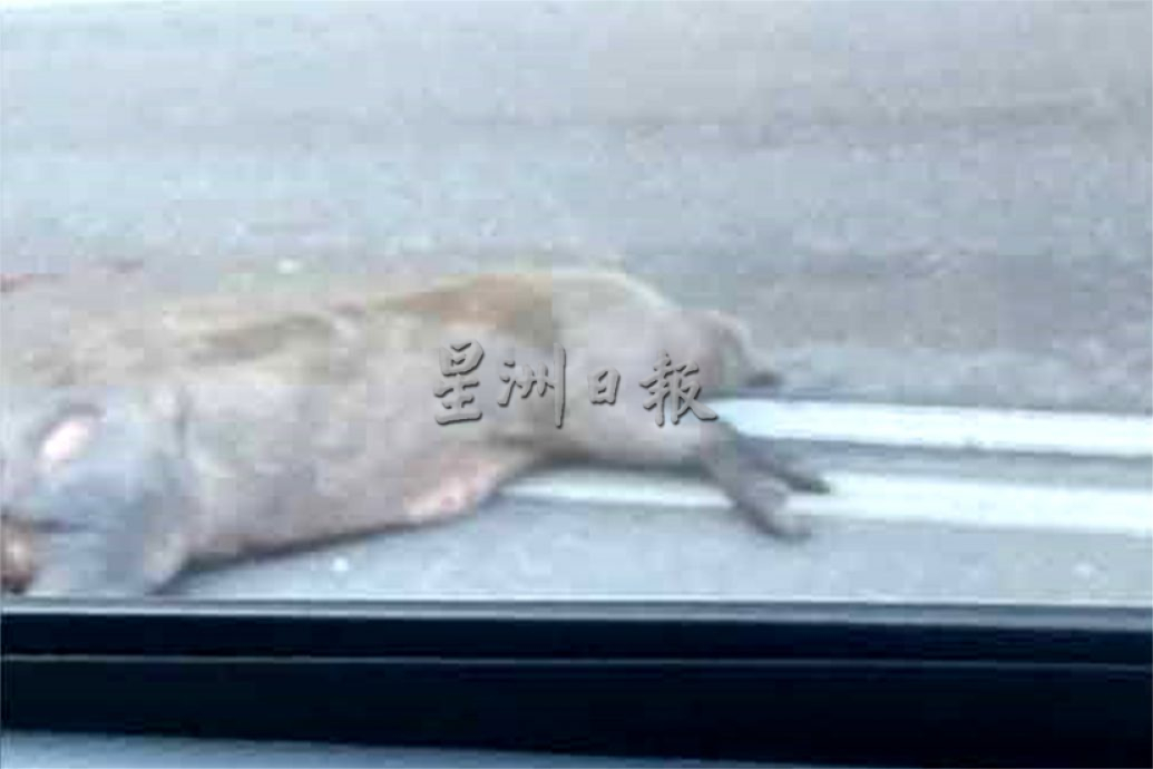 主管骑摩托上班 撞横尸山猪 摔跌毙命