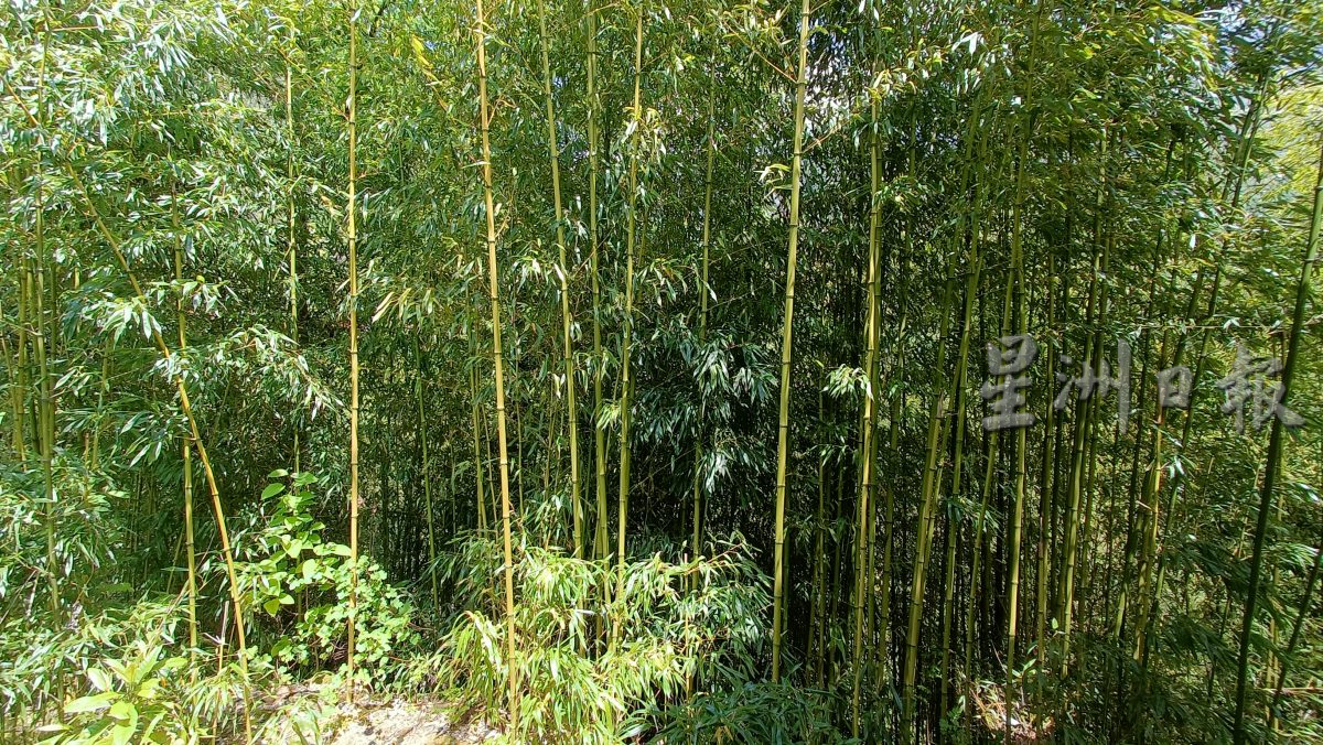 紫清湖+成都卧龙基地篇