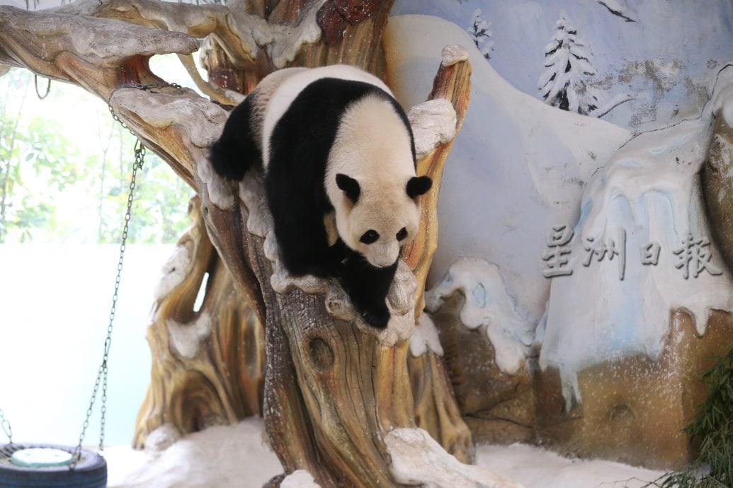 紫清湖+成都卧龙基地篇