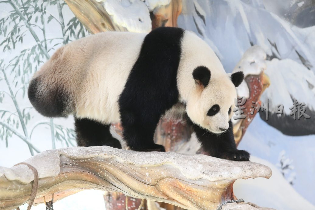 紫清湖+成都卧龙基地篇