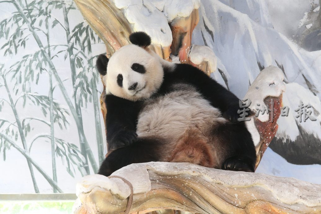 紫清湖+成都卧龙基地篇