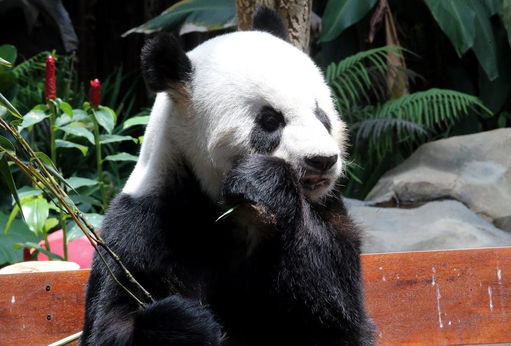 兴兴和靓靓租约进展仍有待宣布(佳憓稿)