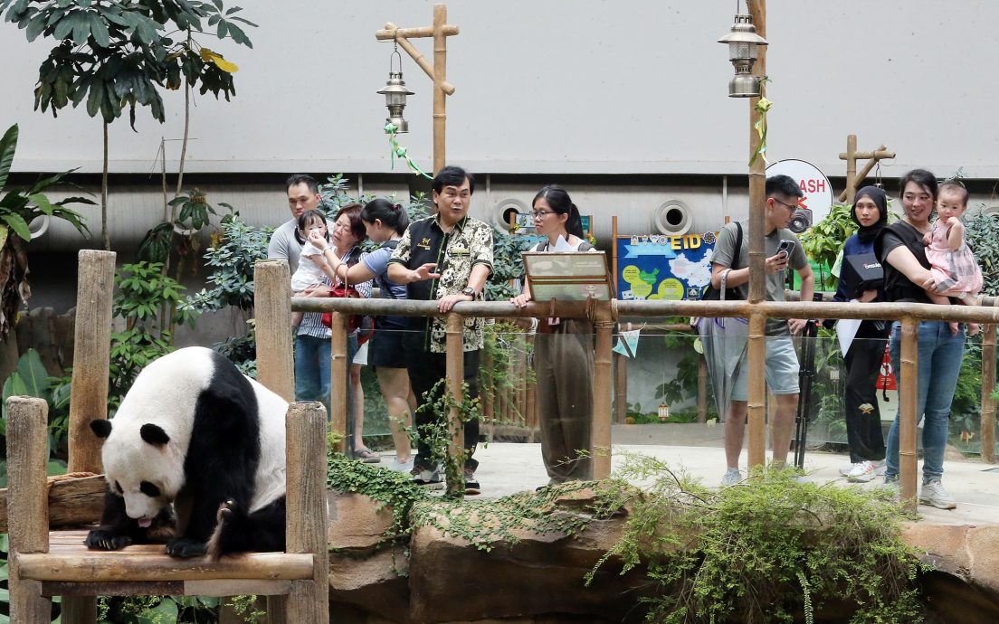 兴兴和靓靓租约进展仍有待宣布(佳憓稿)