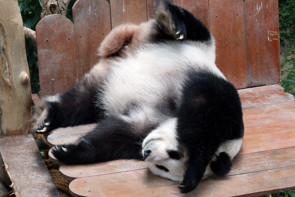 兴兴和靓靓租约进展仍有待宣布(佳憓稿)