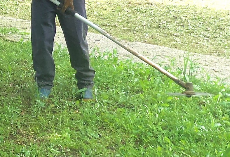 别再说穷到吃草了!割草月入可达RM6000!