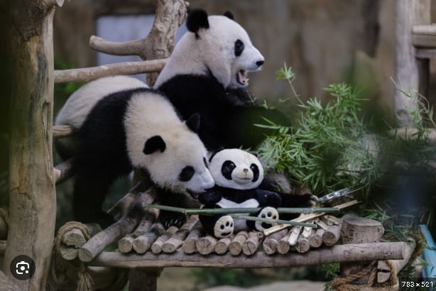 各国尚动物外交 萌宠促进邦交