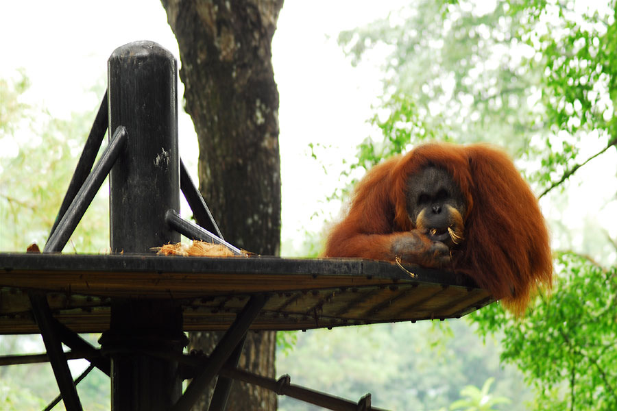 各国尚动物外交 萌宠促进邦交