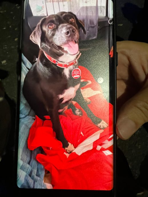 (大北马)主人遛狗途中,狗儿对水沟吠叫揭发男子倒毙在水沟