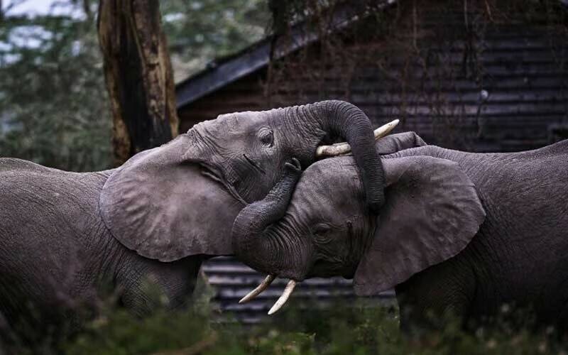 大象打招呼方式超萌!原来是拍拍耳朵、发出低沉隆隆声