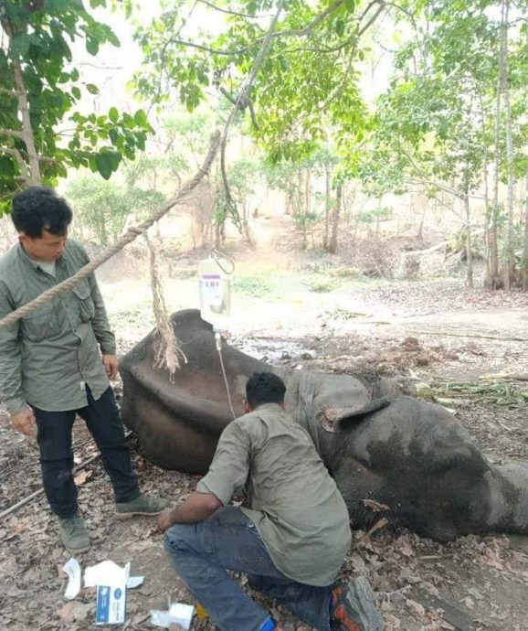 大象陷入沼泽多日 抢救10天仍不治