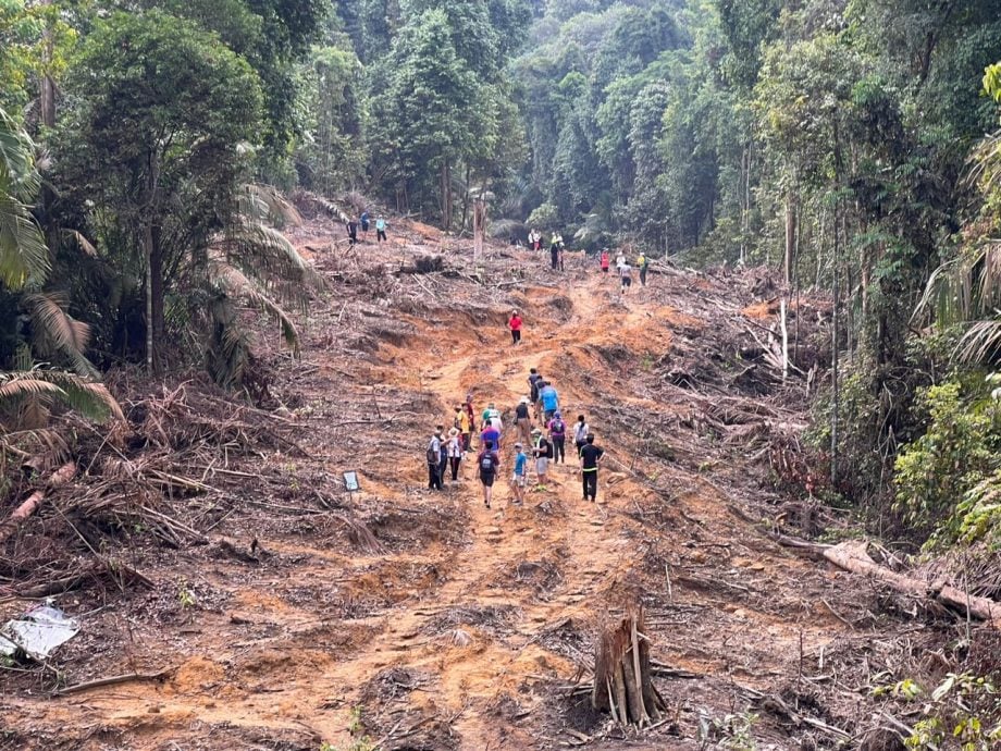 大都会/早报头/仄勒米:实达阿南森林开路计划获允准
