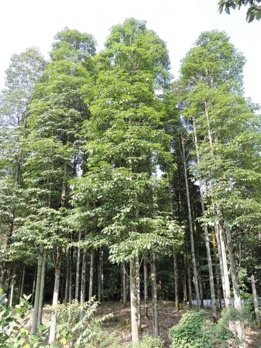 大都会/树木专家(树木倒塌风险)