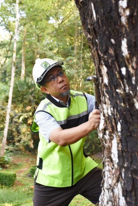 大都会/树木专家(树木倒塌风险)