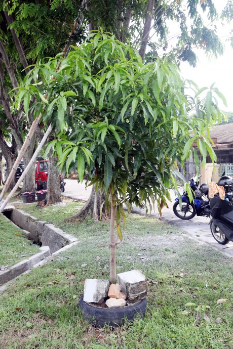 大都会/民众自行修剪大树却未善后，引发其他安全隐患！