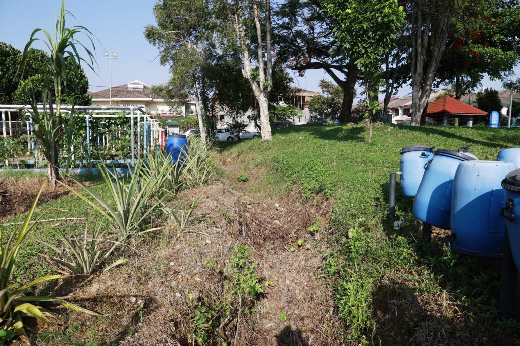 大都会/系列稿/绿意盎然/5月8日见报（周三刊登）／多图