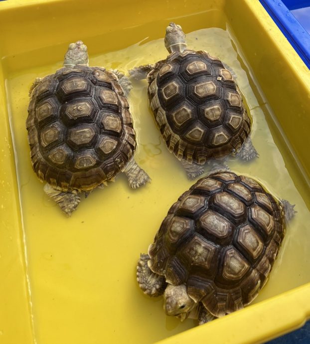 【星角摄】:乌龟一传三代