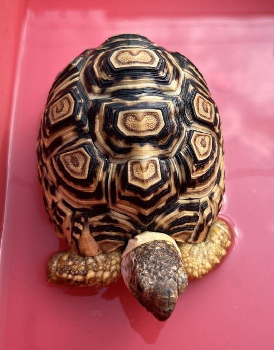 【星角摄】:乌龟一传三代