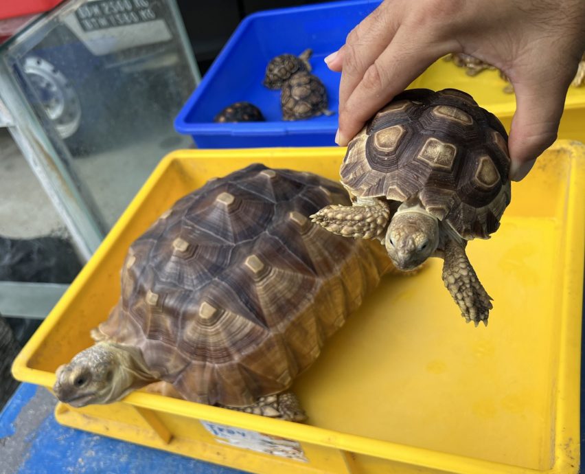 【星角摄】:乌龟一传三代