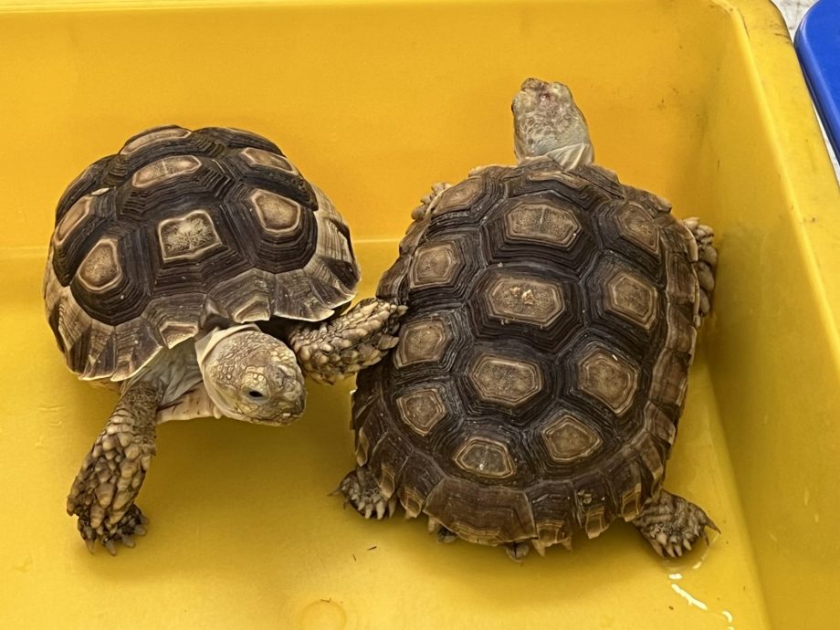 【星角摄】:乌龟一传三代