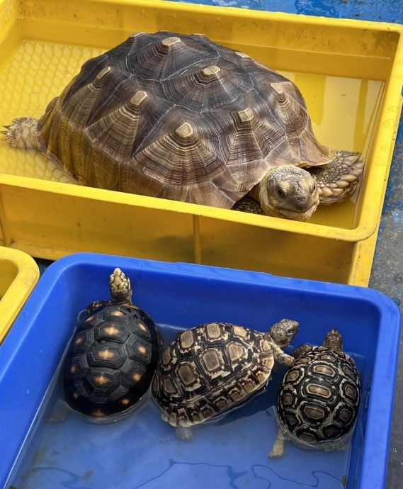 【星角摄】:乌龟一传三代