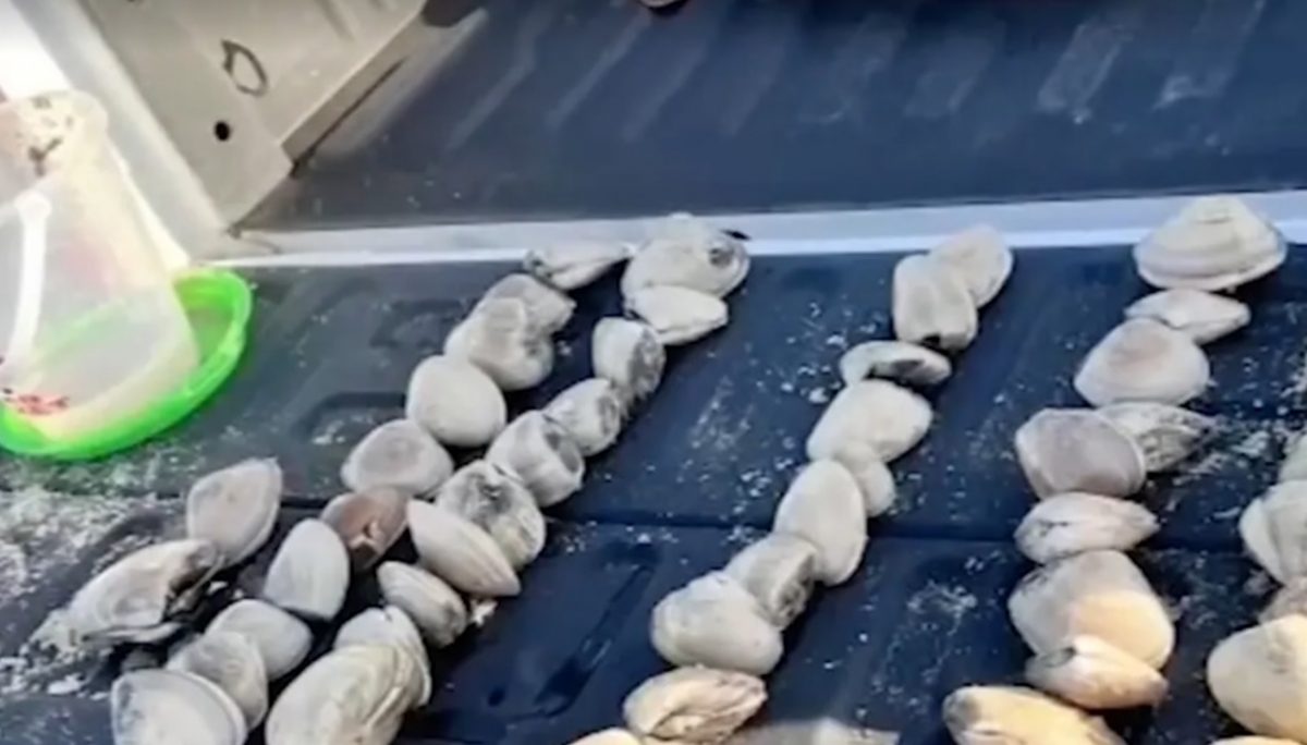 孩子从沙滩误捡“贝壳” 母亲接42万天价罚单