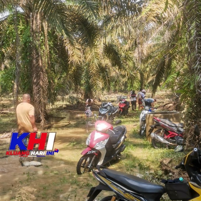 *已签发* 柔：文告：鱼池破裂金龙鱼“逃逸”  遭村民捕获成桌上佳肴  