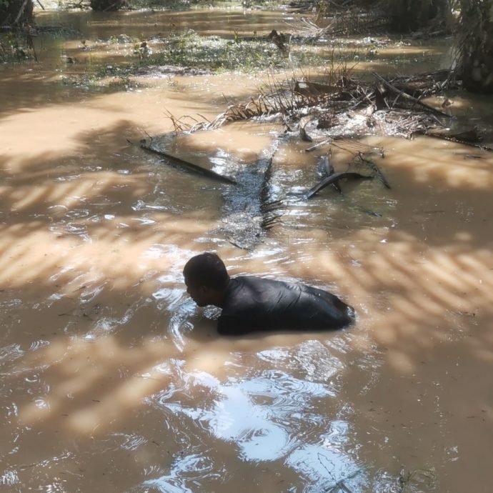 *已签发* 柔：文告：鱼池破裂金龙鱼“逃逸”  遭村民捕获成桌上佳肴  