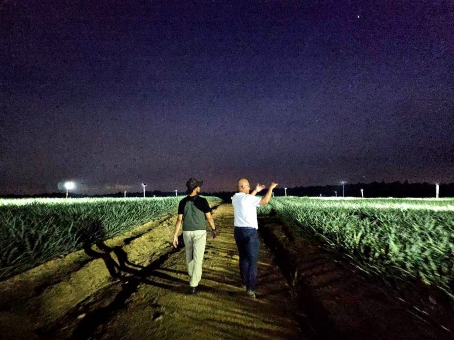 *已签发*柔:大马黄梨局研究夜耕法 提高全国黄梨产量