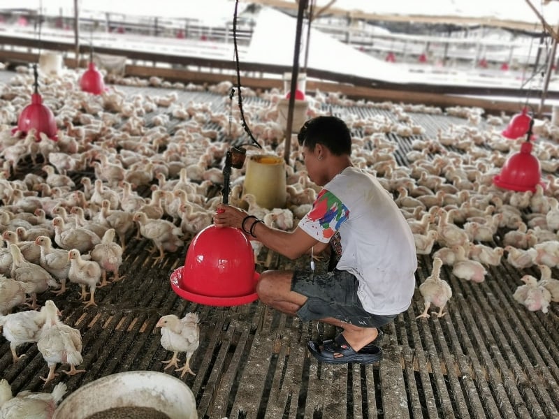 *已签发*柔:新闻:反对开放式养鸡场改为封闭式,林家曾:硬体设备成本增7倍