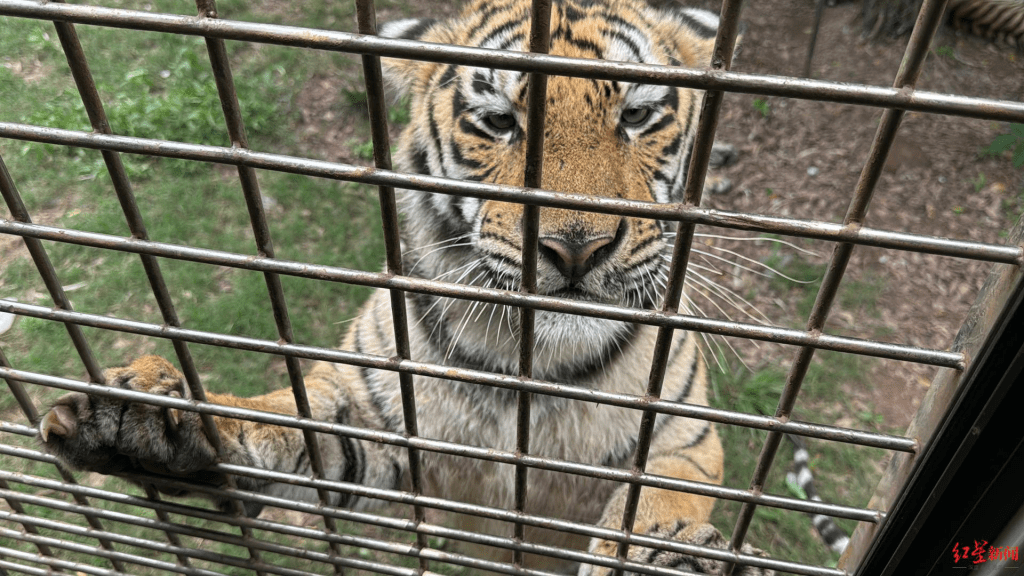 幼虎戴嘴套脚套与游客合影一次收50元 四川宜宾动物园整改