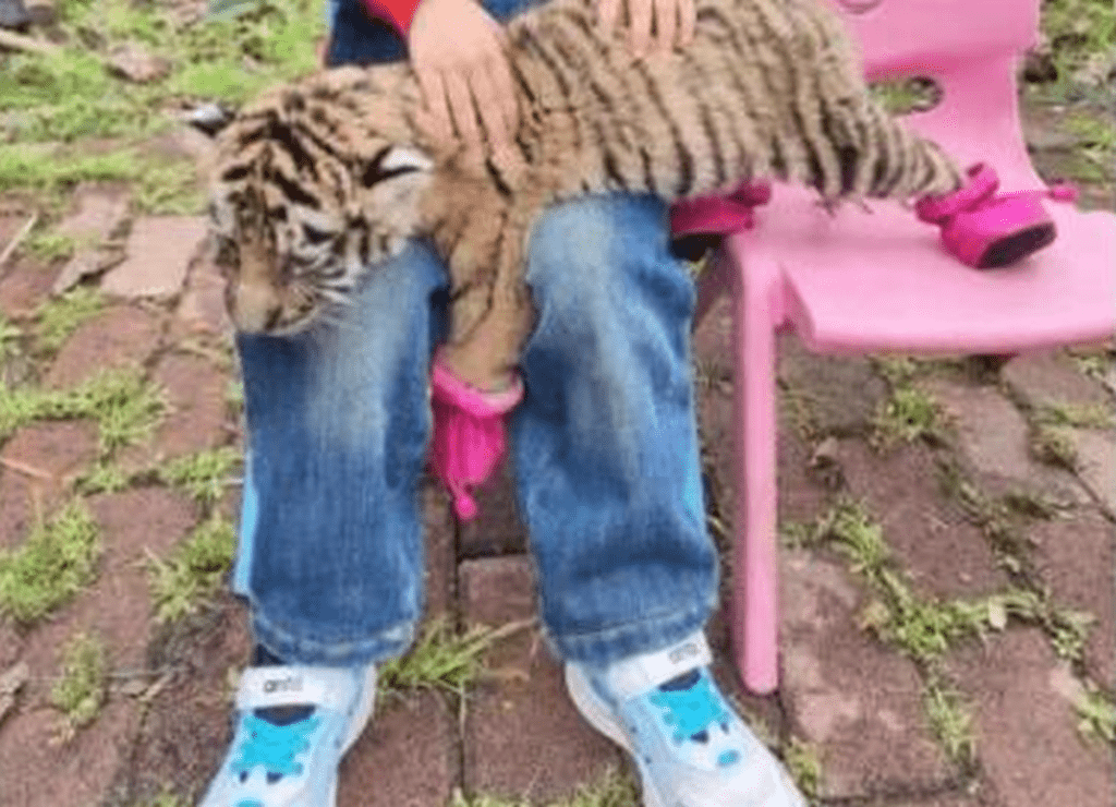 幼虎戴嘴套脚套与游客合影一次收50元 四川宜宾动物园整改