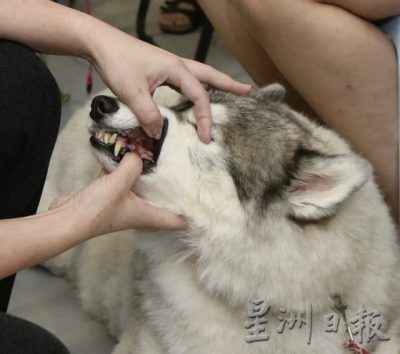 把握30秒黄金时机,学会动物急救,关键时刻拯救宠物性命