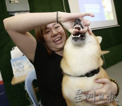 把握30秒黄金时机,学会动物急救,关键时刻拯救宠物性命