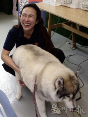 把握30秒黄金时机,学会动物急救,关键时刻拯救宠物性命