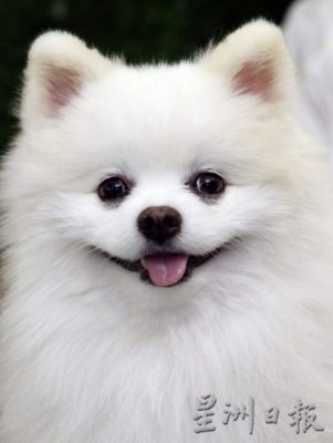 把握30秒黄金时机,学会动物急救,关键时刻拯救宠物性命