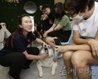 把握30秒黄金时机,学会动物急救,关键时刻拯救宠物性命