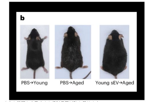 拼盘 「长生不老」有谱?︱中国科学家找到「密匙」