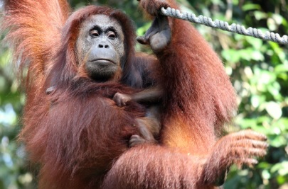 效仿中国“熊猫外交” 佐哈利:大马拟向棕油贸易国推“人猿外交”