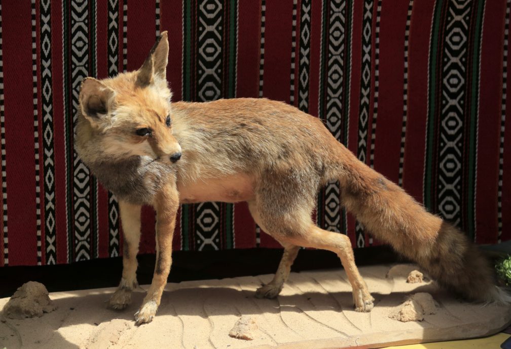 新研究：人类或曾把狐狸作为宠物