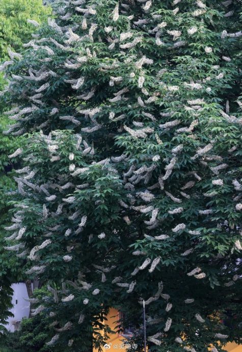 杭州灵隐寺600岁“佛门圣树”开花　民众争相前往许愿