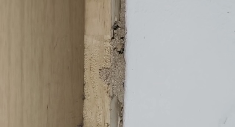 柔:本报活动:雅格华小1011办Tiger华教义演 盼筹80万令吉