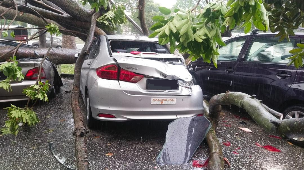 树倒压毁7车·无人伤亡