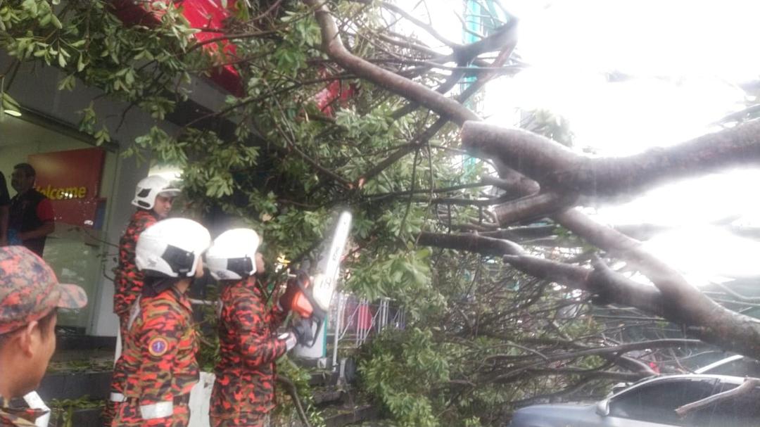 树倒压毁7车·无人伤亡