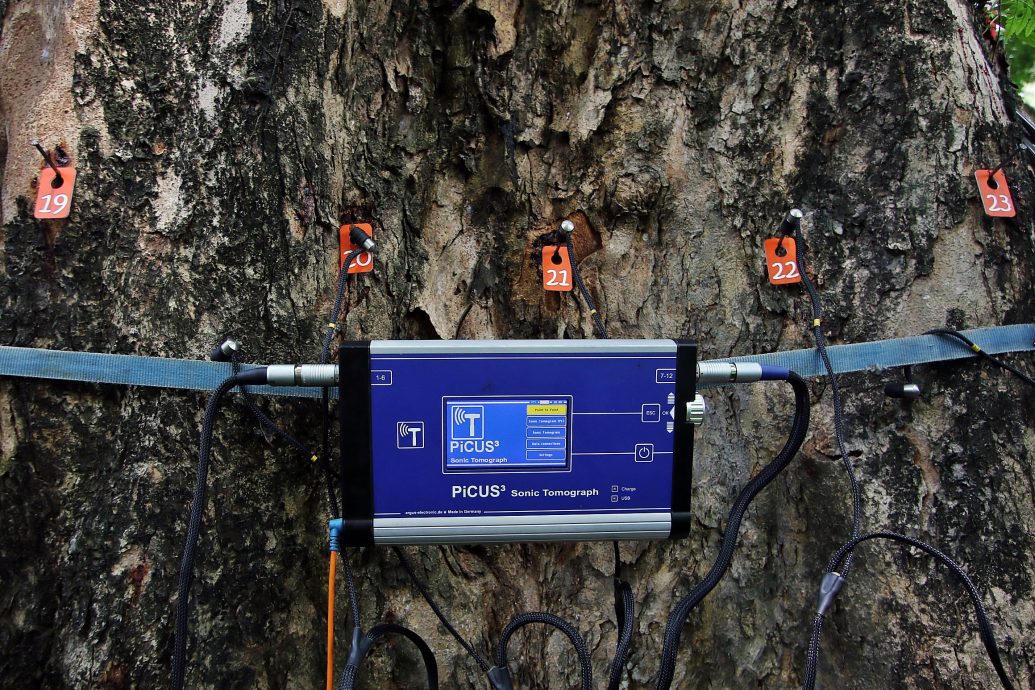 槟威154树有风险 方美铼：绿化重要安全更重要