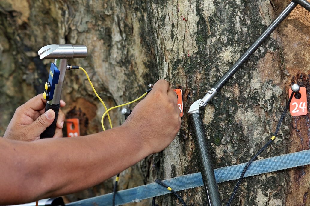 槟威154树有风险 方美铼：绿化重要安全更重要