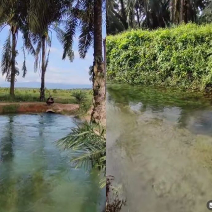 油棕园池塘 清澈透绿宛若仙境 网民：别下水！