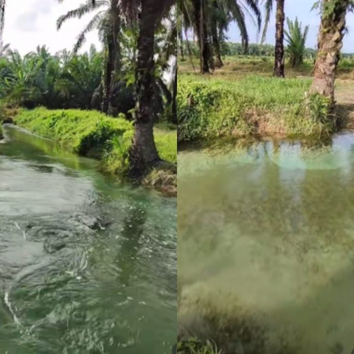 油棕园池塘 清澈透绿宛若仙境 网民：别下水！