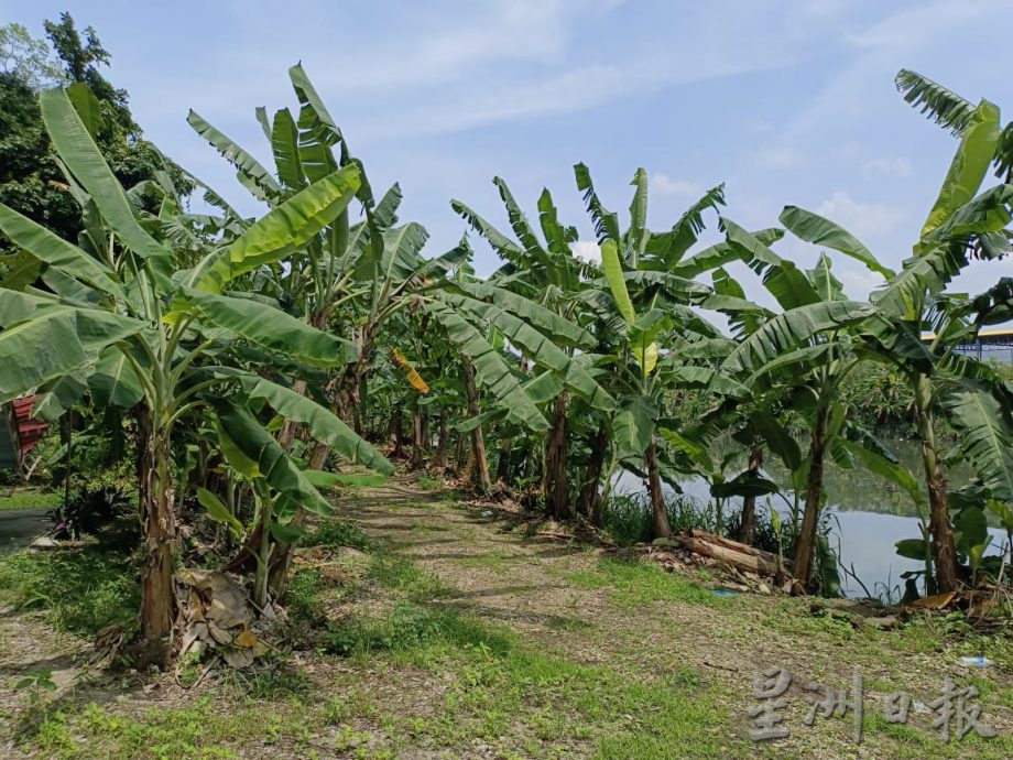 清理挖深加强排水 提升巴占蓄洪池防水灾